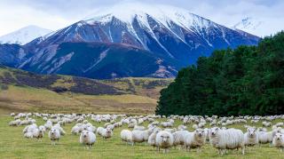 Humans are still outnumbered by sheep in New Zealand, despite a decline in the size of the national flock