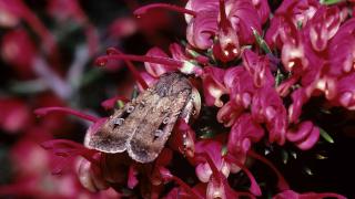 The bogong moth (Agrotis infusa). They travel over 1,000km, having never undertaken the journey before